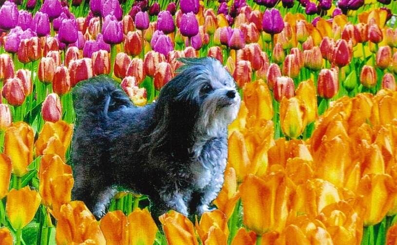 Harley the popular Highland pooch enjoying the blooming tulips. Photo: supplied