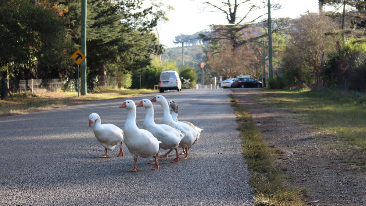 Watch out for geese crossing in Burradoo. Photo by Vera Demertzis