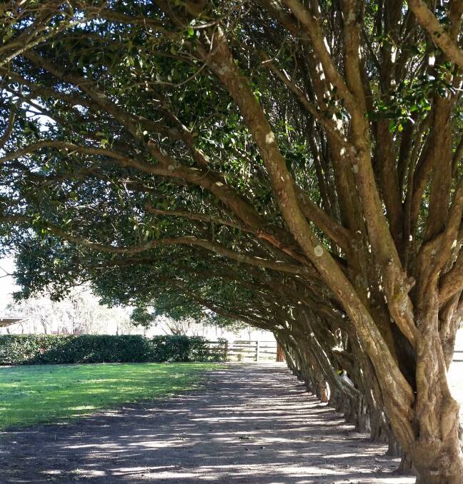 The shaded road to a winery proved a great photo opportunity for Susan de Vos.