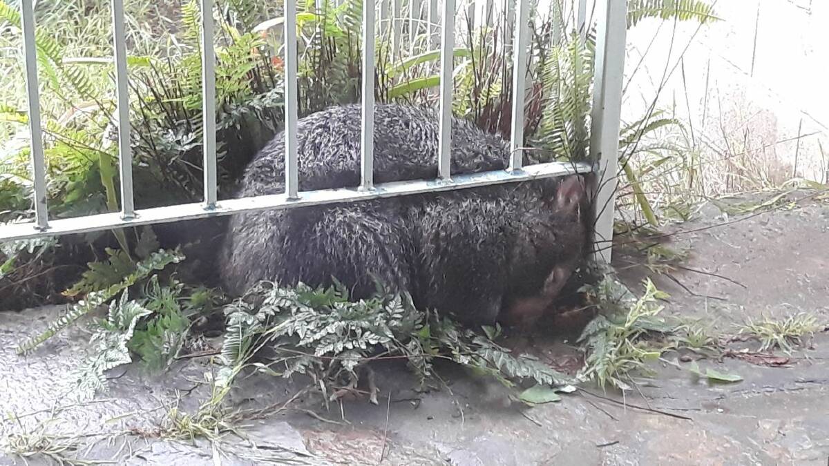 The cold, windy and rainy weather is clearly felt by this wombat, found hunkering down on a Berrima property, no doubt escaping a wet burrow. Photo supplied