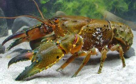 A get together on June 22 aims to seek input into plans to save the critically endangered Fitzroy Falls Spiny Crayfish. Photo: file