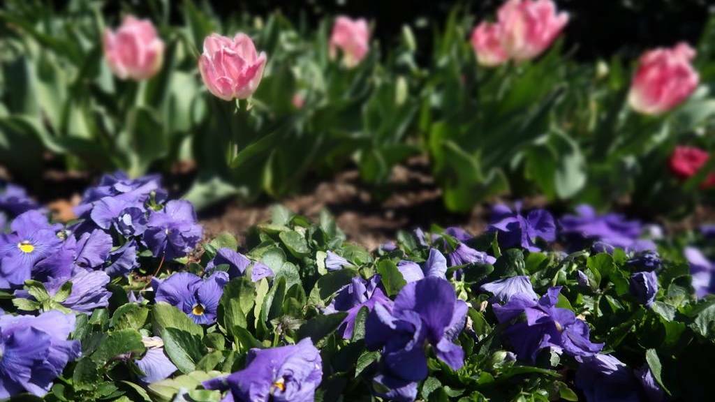 A call to confine Tulip Time to Bowral only is the focus of one letter to the editor. Photo: file