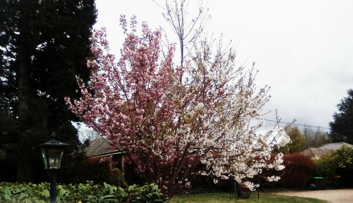This unusual mix of pink and white blossoms on a single tree captured the keen photographic eye of Jeanette Newberry.