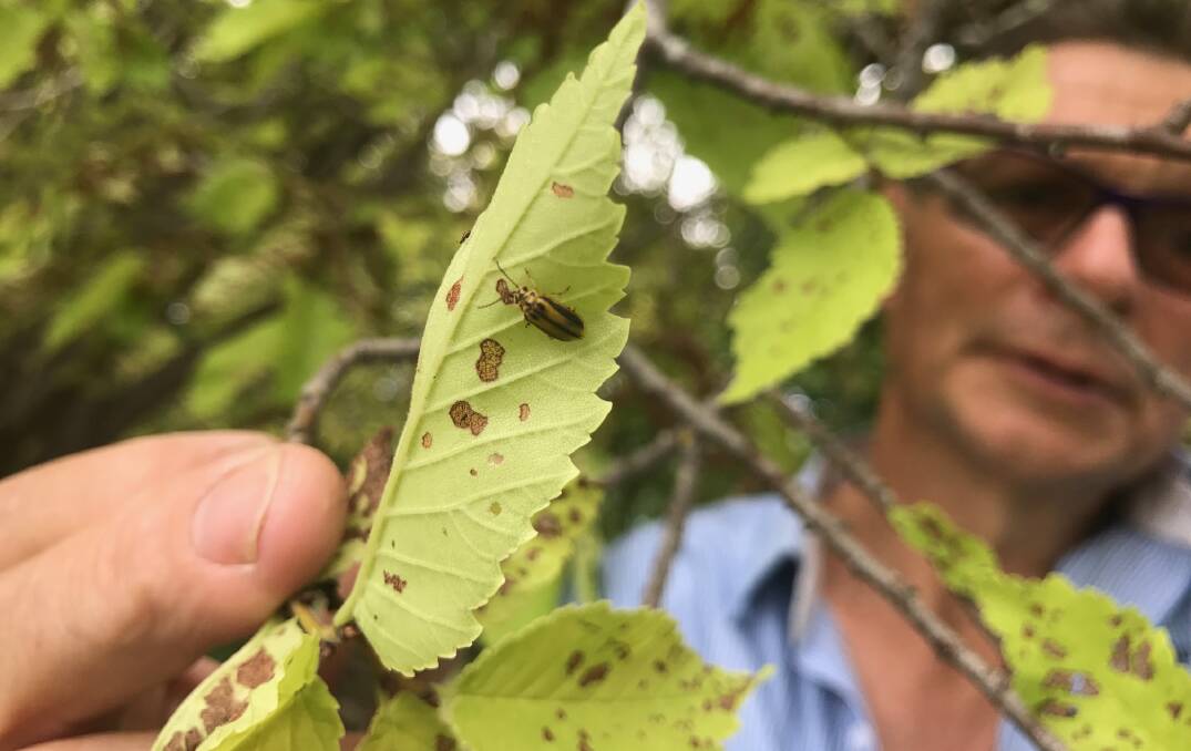 Guy O'Donnell examines a Golden under attack from the Elm Leaf Beetle.
