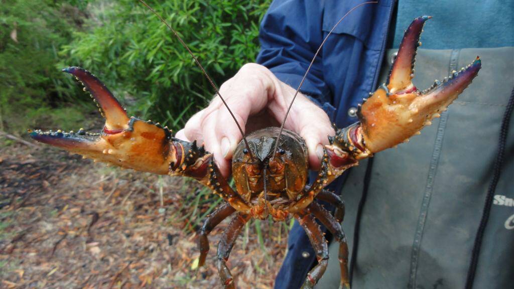 Critically endangered native crayfish offered a lifeline