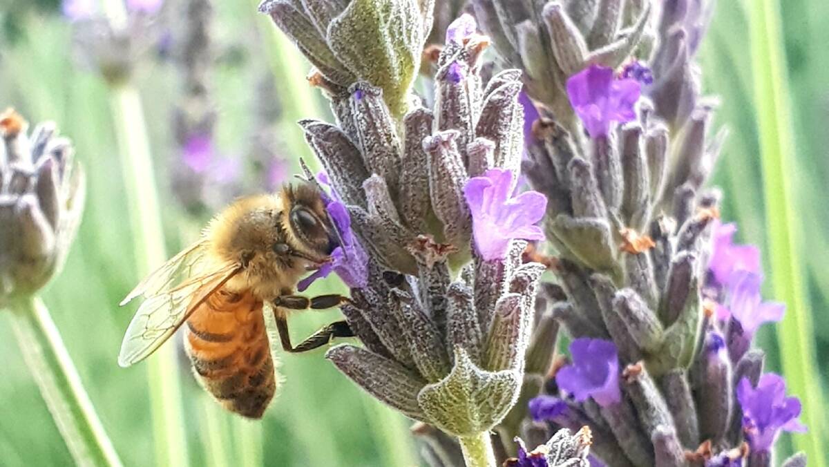 Keen photographer Sam Allender captured this great picture of a bee gathering nectar.