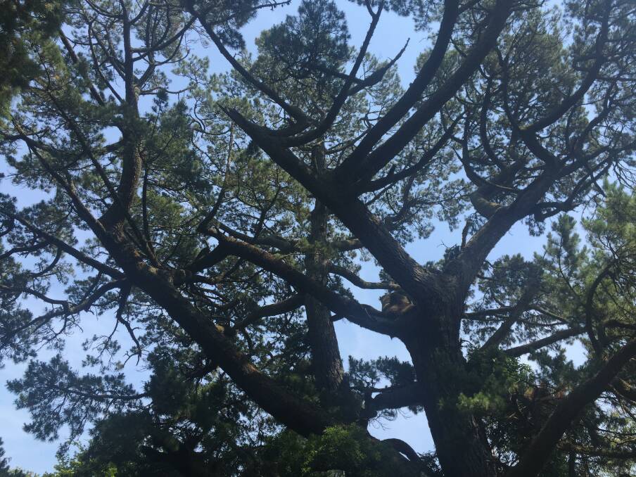 The branches of this towering Monterey Pine a a treat from Mother Nature. Photo by Michelle Thomas