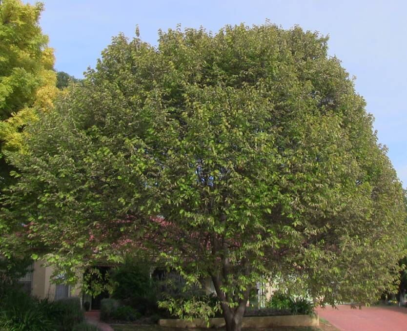 Before: Elm Leaf Beetle has begun attacking this Golden Elm tree. Photo: Supplied