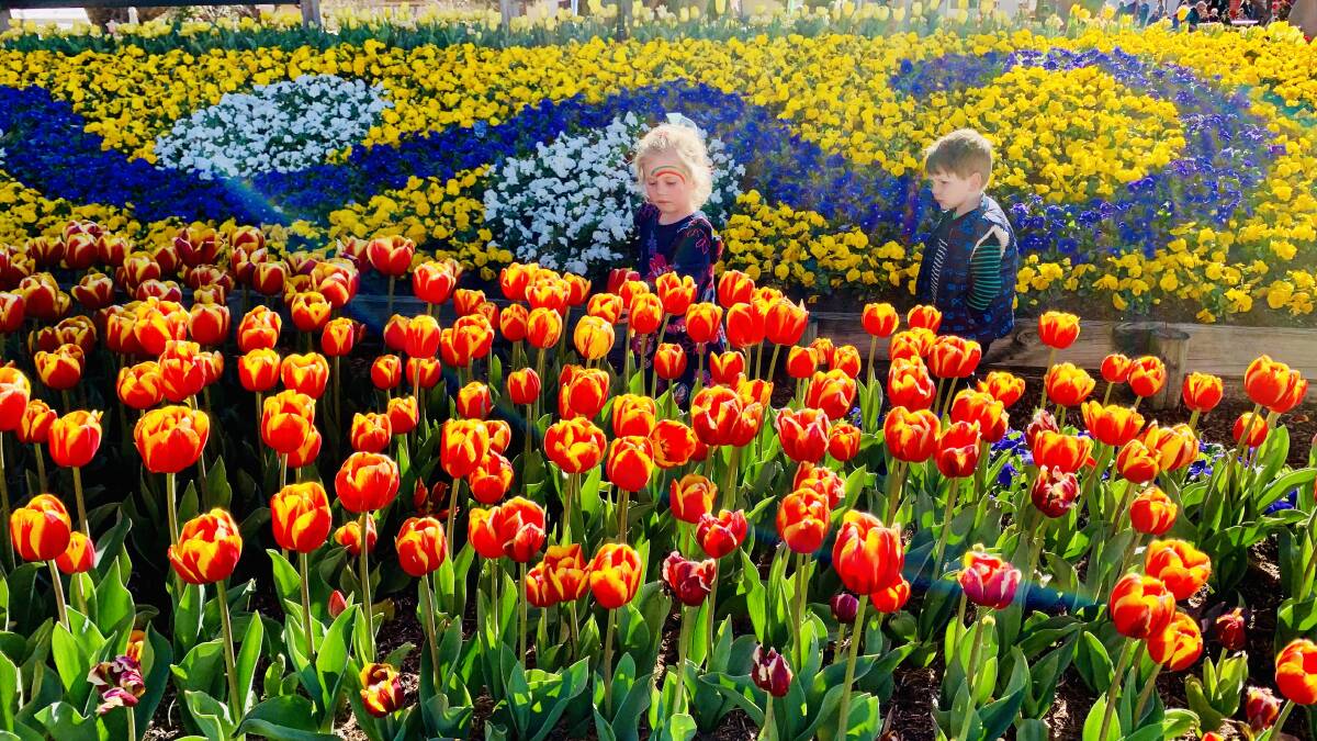  Eliza Galwey, 5, and Christopher Galwey, 3, seem mesmerised by the stunning floral colour of Tulip Time. Photo by Tanya Galwey