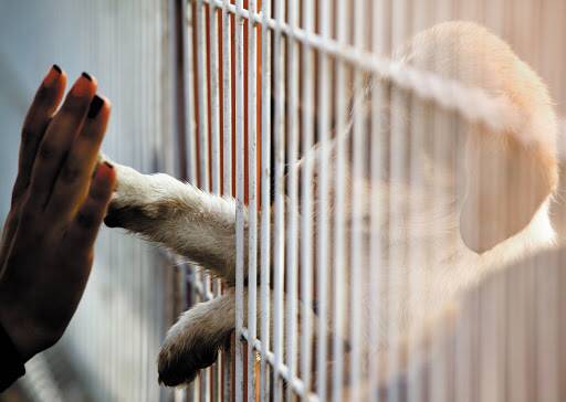 More people have been adopting pets during the COVID-19 pandemic. Photo: Shutterstock