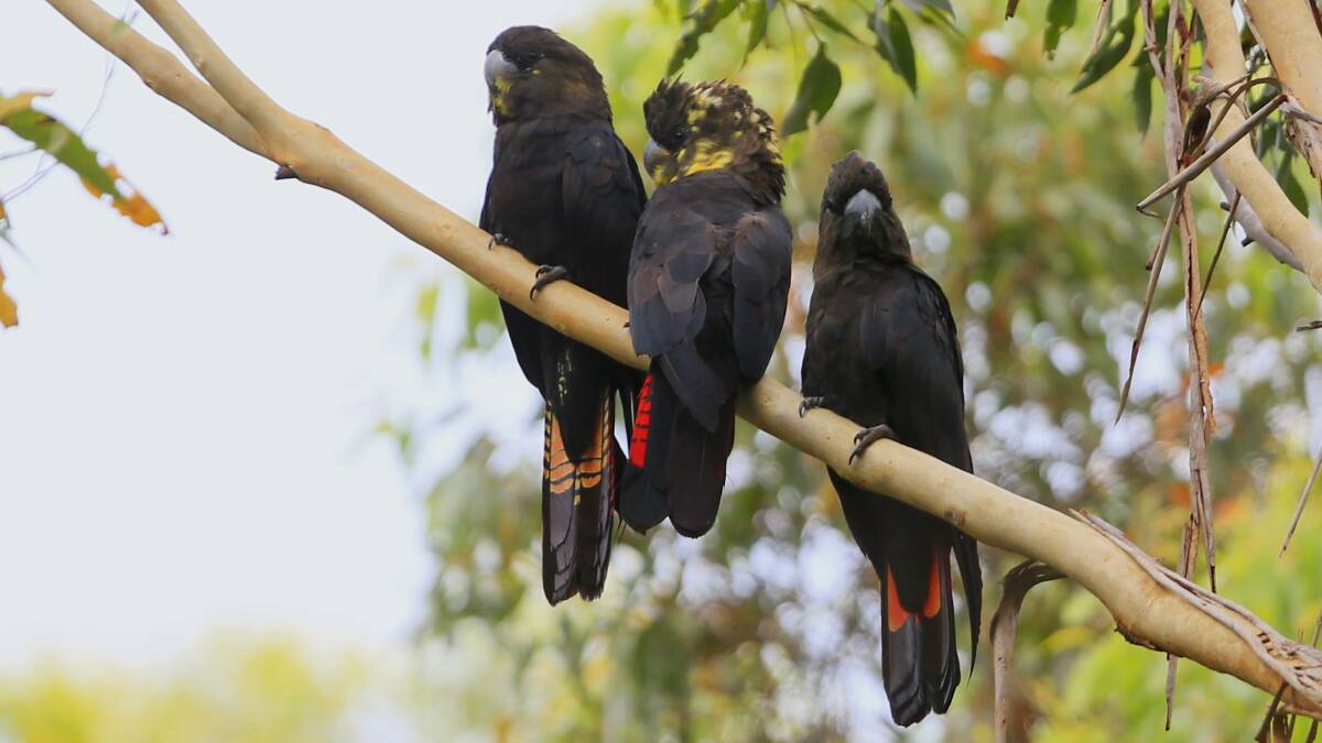 Join the Glossy Black-Cockatoo count