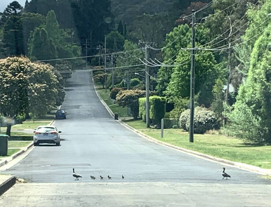 Do you ever wonder why ducks don't fly across the road? Well it is probably too soon for these little ones to spread their wings. Photo Hannah Neale