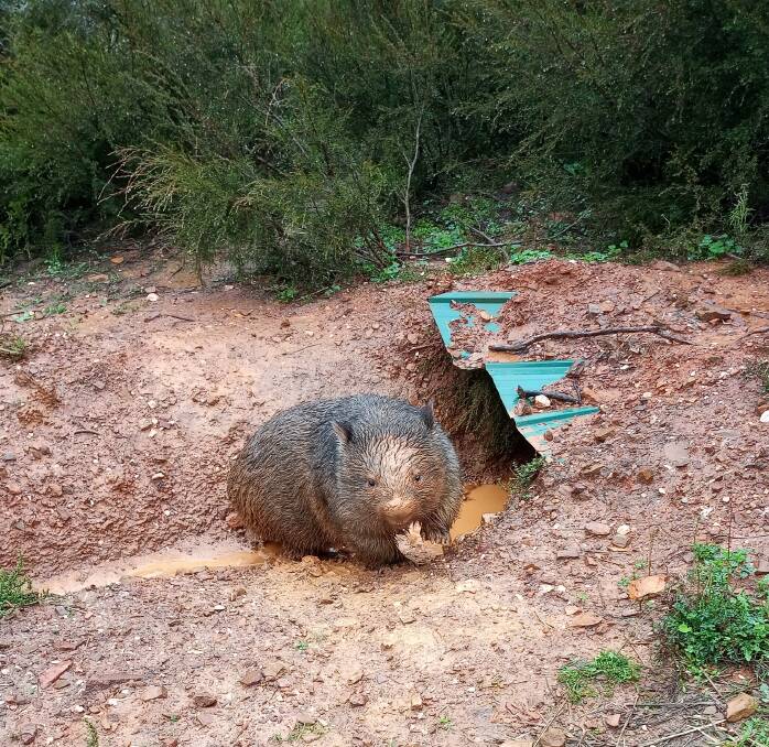 A wombat in flooded area in NSW during the 2021 floods. Pboto by Michael Pottinger