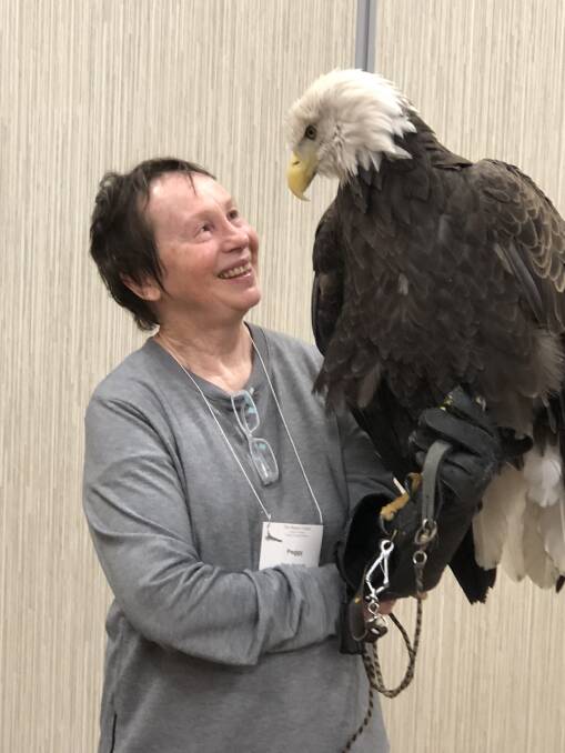 Peggy McDonald is pictured with a bald eagle while taking part in her Churchill fellowship at the Gabbert Raptor centre at Minnesota University. Photo supplied