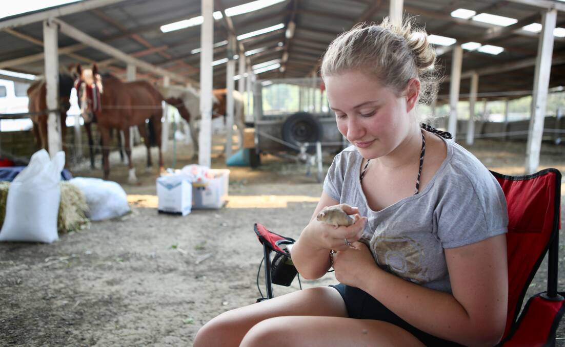 Seventeen-year-old Lily Sanders at Moss Vale Showground with her pet mouse Tiggy. She's evacuated with her parents and their many animals including horses, a pig, cats and birds. Picture: Adam McLean 