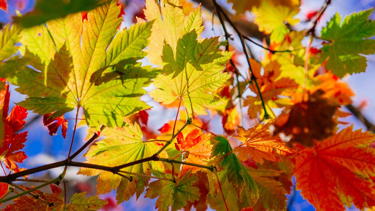 Keen photographer Matt Hiser captures the sensational colour of autumn in the Highlands.