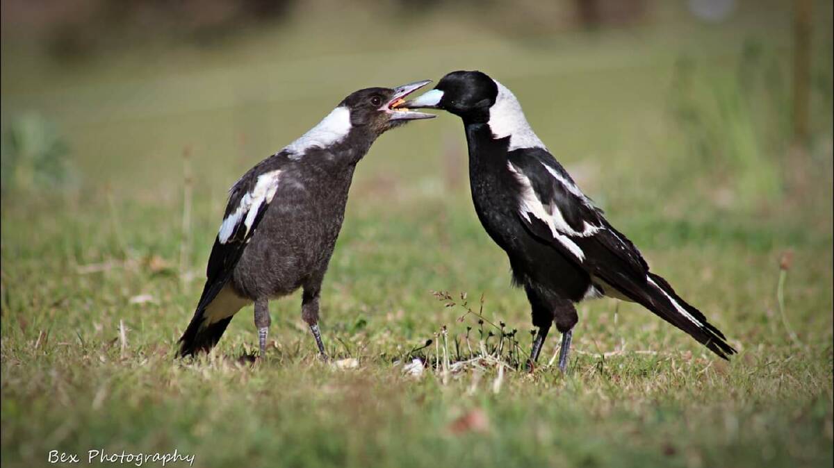 Feeding time is a very personal experience for Magpies. Photo by Beck Roso