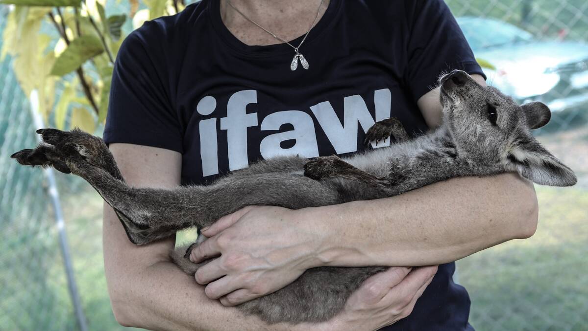 Download International Fund for Animal Welfare wildlife app to help animals  displaced by flooding | Southern Highland News | Bowral, NSW