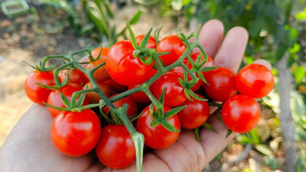 Access to fresh produce is just one of the benefits expected through a new Community Garden to be established at Welby. Photo: Shutterstock