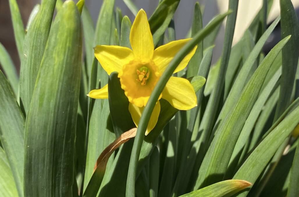 Daffodil stalls may be cancelled, but there's still lots of ways to support the Daffodil Day Appeal. Photo: Vera Demertzis