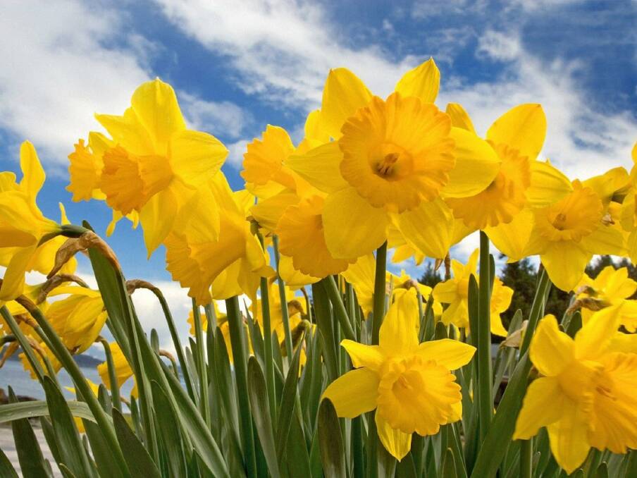 This year marks thirty-six years of Daffodil Day. Picture: Supplied.