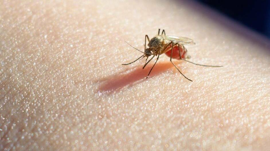 NSW Health has issued an alert to the community to protect themselves against mosquito bites. Picture: Shutterstock.