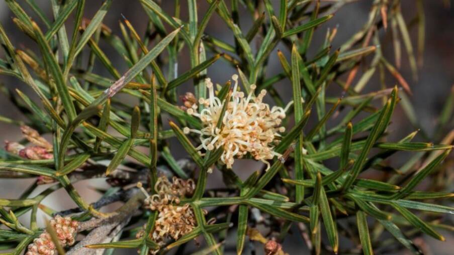Grevillea raybrownii has a prickly leaf and small creamy-brown flowers and is found in some Council bushland reserves. Picture: Russell Barrett via Wingecarribee Shire Council.