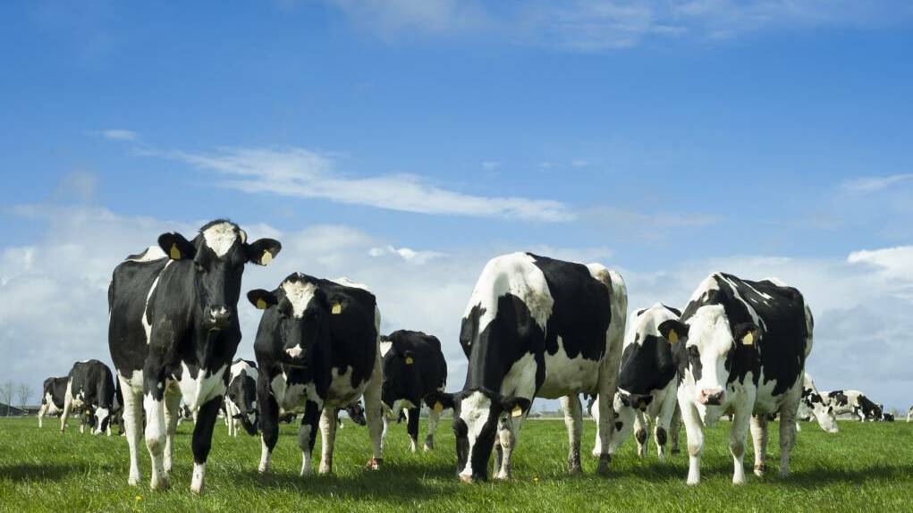 Dairy action plan to support industry growth