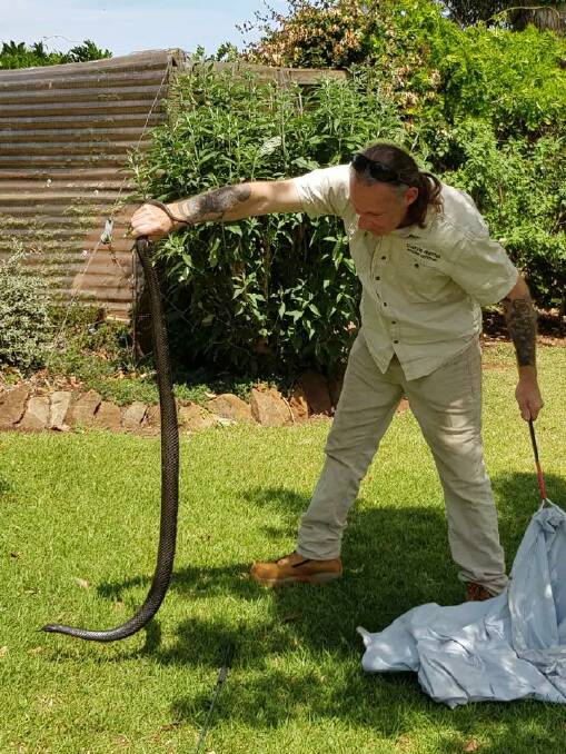 Reptile catcher Ray McGibbon issues a warning for residents as the heatwave continues. Photo: Ray McGibbon