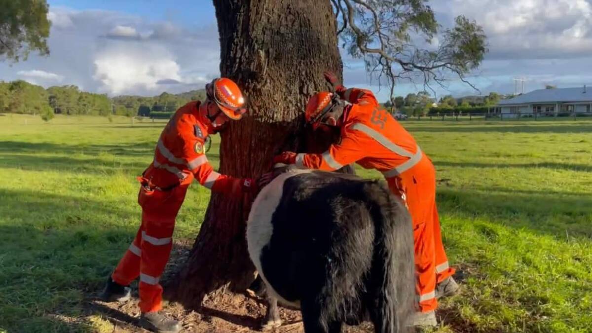An unusual sight for all. A curious four-year-old bull got his head stuck in a tree. Picture: NSW SES Wingecarribee Unit.