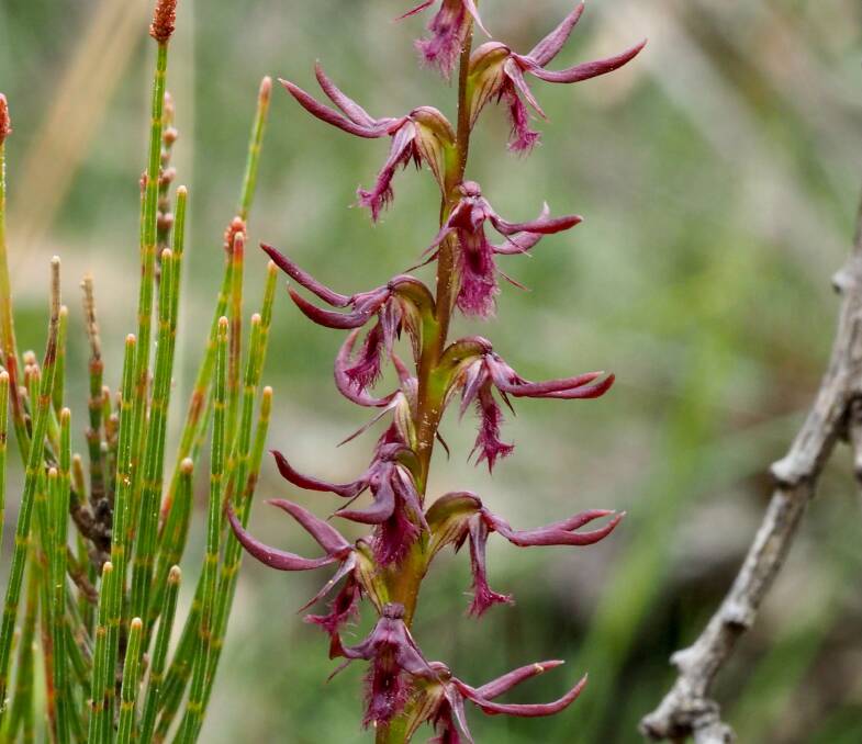 Superb Midge Orchids have been found across parts of Braidwood and Morton National Park. Picture: Supplied.