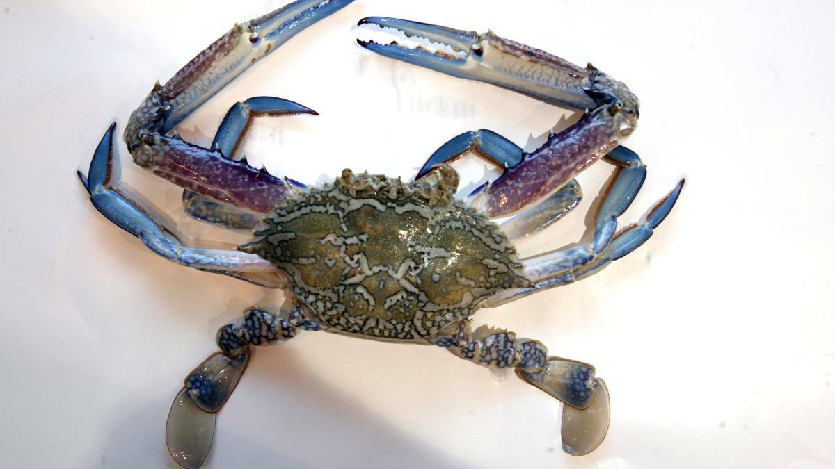 Changes to the size limits of Blue Swimmer Crab will come into effect on April 30, 2021. Photo: file. 