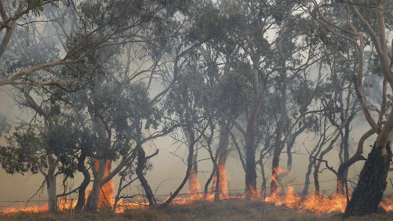 Wingecarribee Shire receives grant to help clean up after bushfires