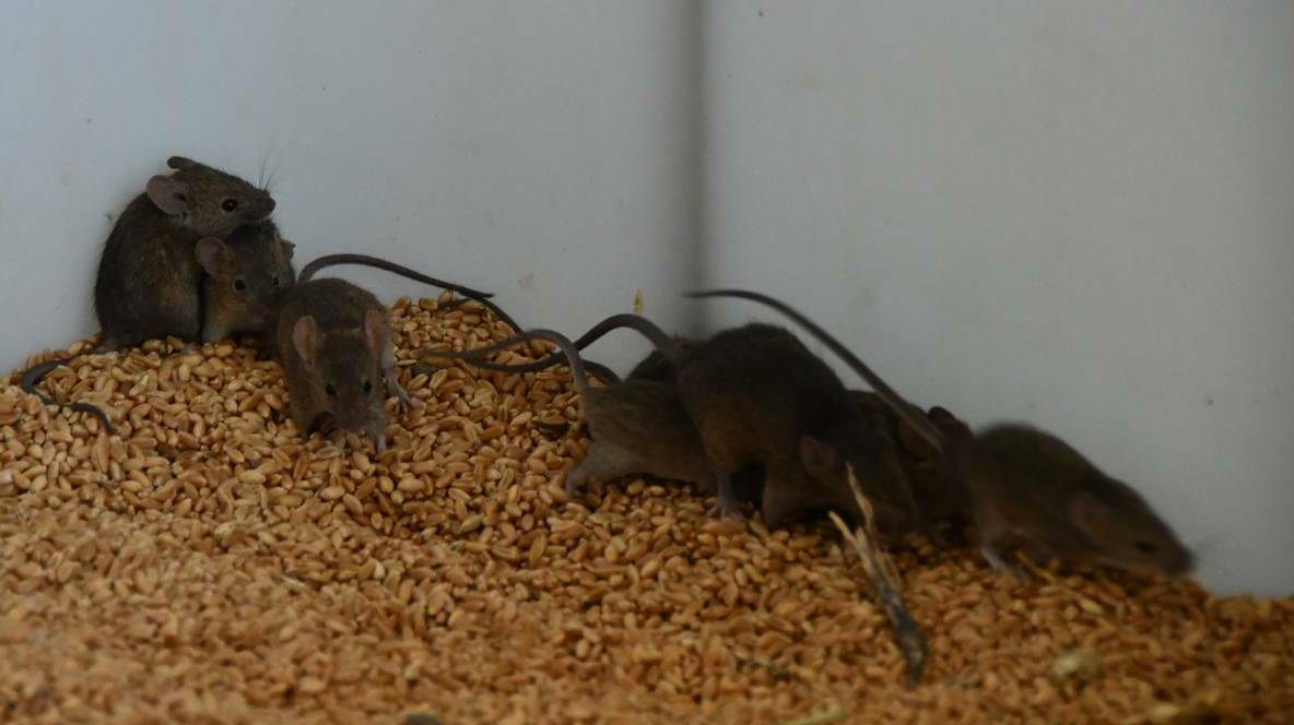Mice in grain at Walgett. Photo: Billy Jupp