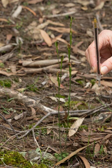 The pot-bellied greenhood orchid is an endangered species. Here it is compared to the size of a pen. Photo: supplied. 
