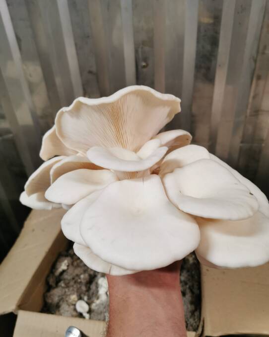 A large oyster mushroom. Picture: Mussett Holdings Farm. 