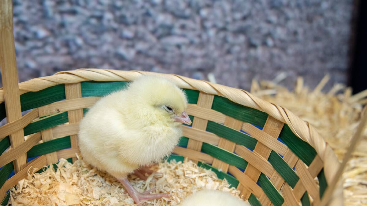 Chevaliar College students will receive baby chicks to take care of. Photo: supplied.