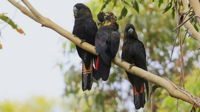 The Department of Planning, Industry and Environment is calling on citizen scientists all over NSW to help identify which species are using specially-made glossy black-cockatoo nest boxes. Picture: file