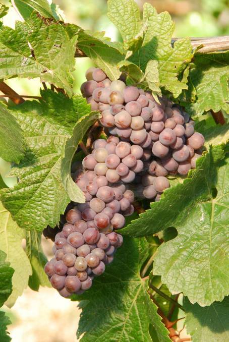Government to support grape growers, wine industry