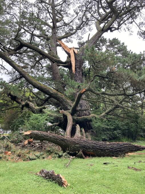 Felled: A gigantic tree branch fell down in Robertson on a still morning with no wind or rain, after weeks of rainfall. Picture: Michelle Haines Thomas. 