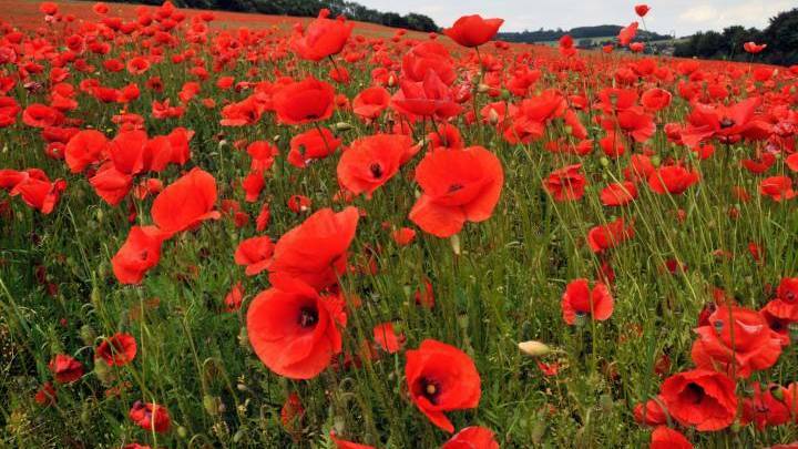 Poppies have long been used as a symbol of sleep, peace, and death. Photo: file