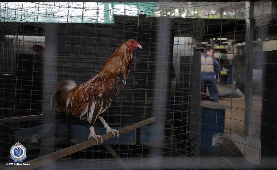 A further 540 rooster were seized as police continue to investigate an alleged illegal cockfighting syndicate. Photo: NSW Police. 