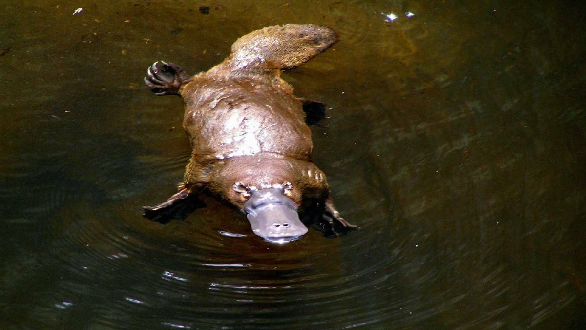 Platypus DNA found across Wingecarribee River