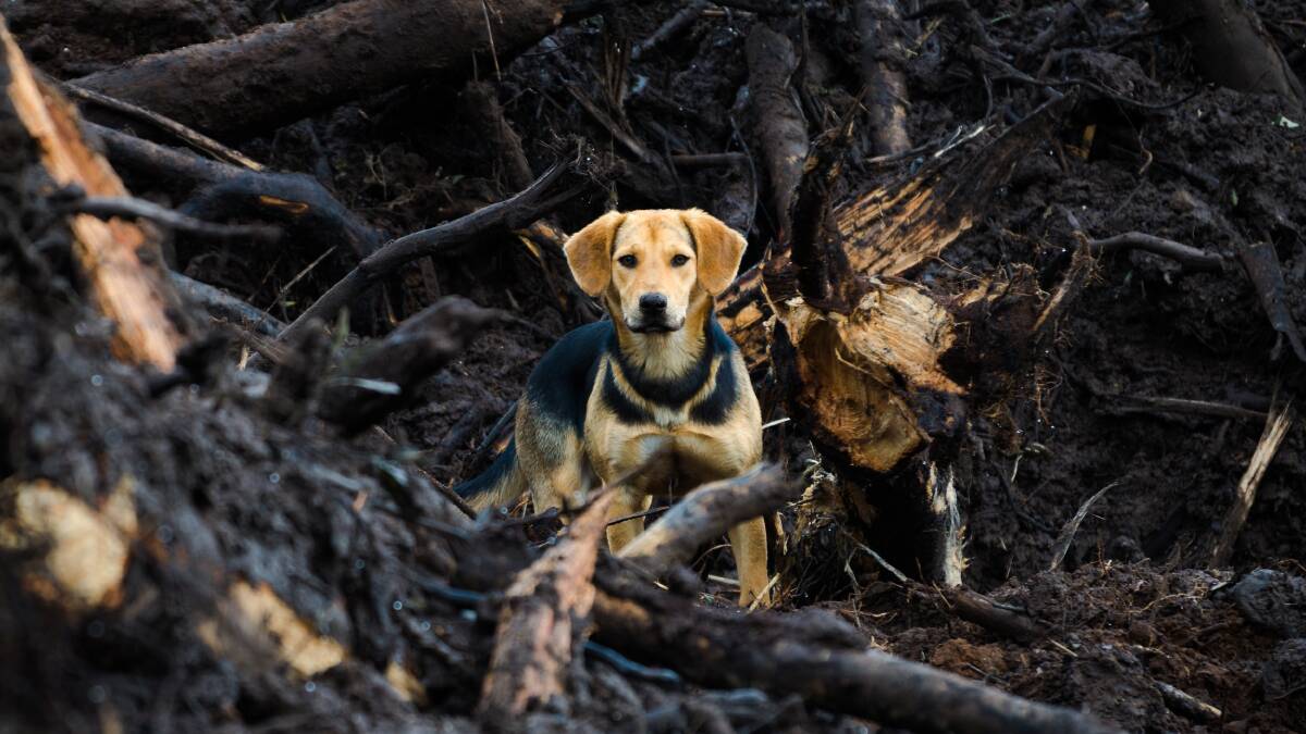 Plan ahead this bushfire season. Photo: World Animal Protection. 