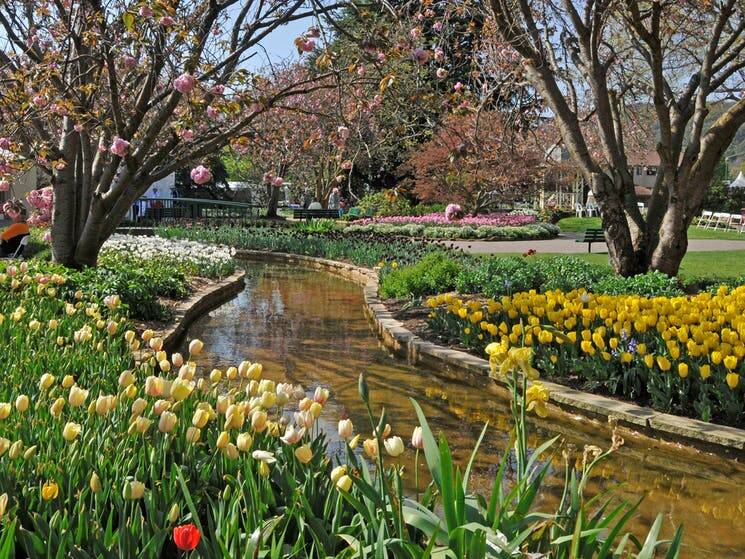 Corbett Gardens in Bowral is the showpiece of the Tulip Time Festival. Picture: file