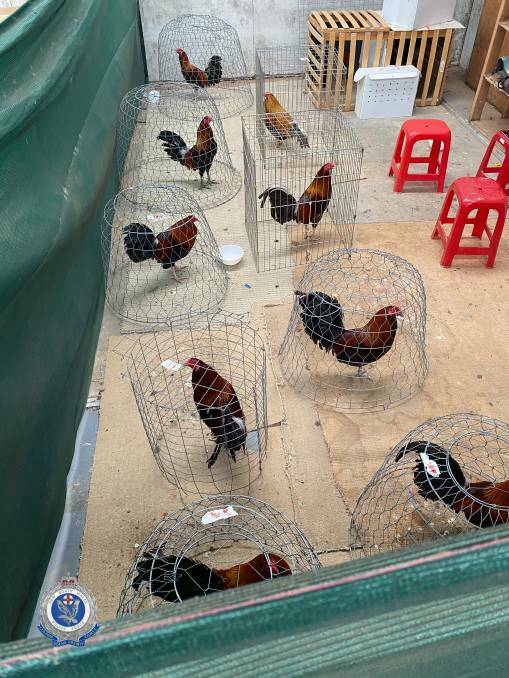 Organised Crime Squad detectives have laid charges after they dismantled an alleged illegal cockfighting syndicate and seized 71 fighting cockerels. Photo: NSW Police.