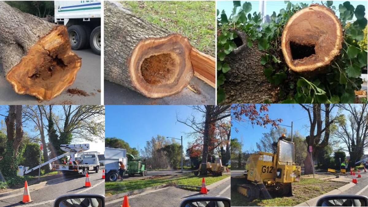 Top row: The European Nettles which were cut down at the Station Street car park entrance. Photo: Wingecarribee Shire Council. Bottom row: The photos Ms Armstrong took of the trees being cut down and removed. Photo: Janine Armstrong.