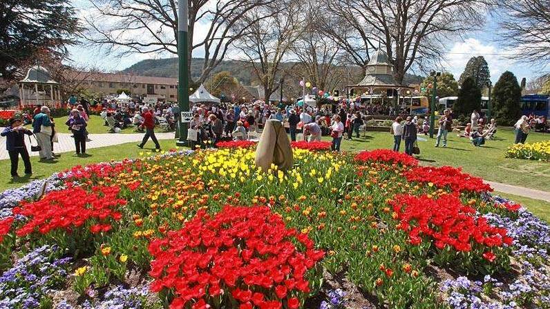 Harbison to join Tulip Time Bulb Planting