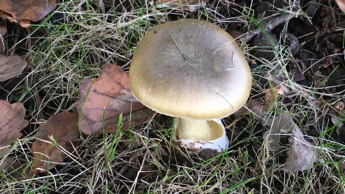 Death cap mushroom. Picture: Dr Percy Wong, Mycologist from The University of Sydney.
