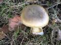 Death cap mushroom. Picture: Dr Percy Wong, Mycologist from The University of Sydney.